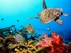 sea-turtles-7