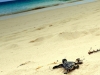 sea-turtles-8