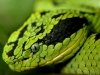 snakes-1