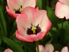 tulips-1