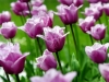 tulips-10