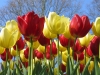 tulips-12