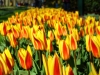 tulips-2