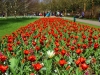 tulips-6