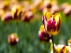 tulips-7