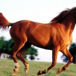 Arabian Horse