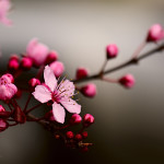 Cherry Blossom