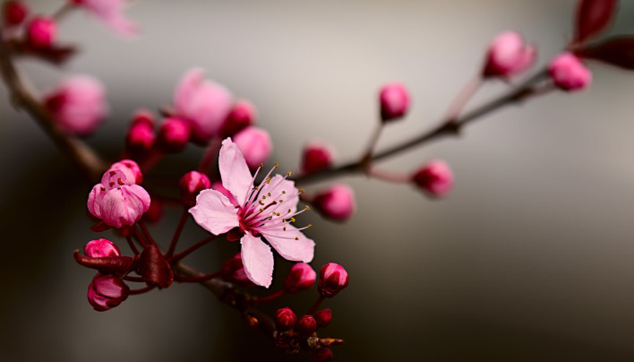 15 Pictures – Cherry Blossom