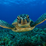 Sea Turtles