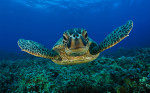 Sea Turtles