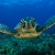 15 Pictures – Sea Turtles