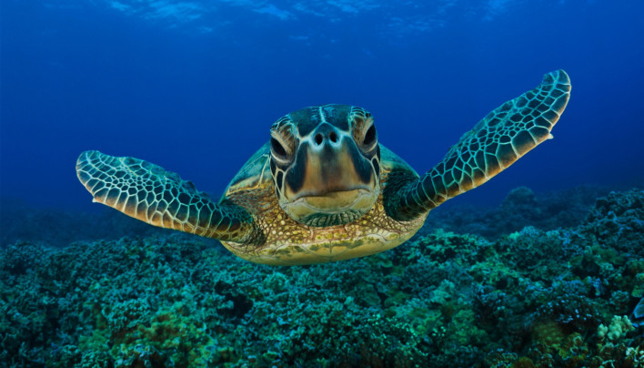 15 Pictures – Sea Turtles