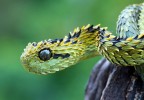 15 Pictures – Snakes