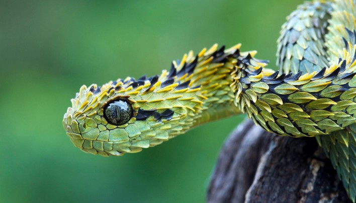 15 Pictures – Snakes