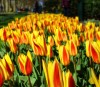 15 Pictures – Tulips