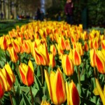 Tulips