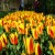 15 Pictures – Tulips