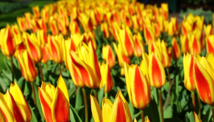 15 Pictures  Tulips