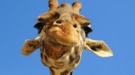 giraffe-2