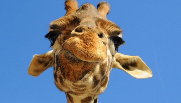 15 Pictures – Giraffes